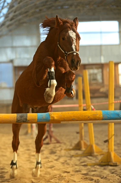 Koń na arenie — Zdjęcie stockowe
