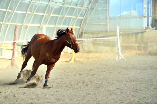 Paard boerderij — Stockfoto