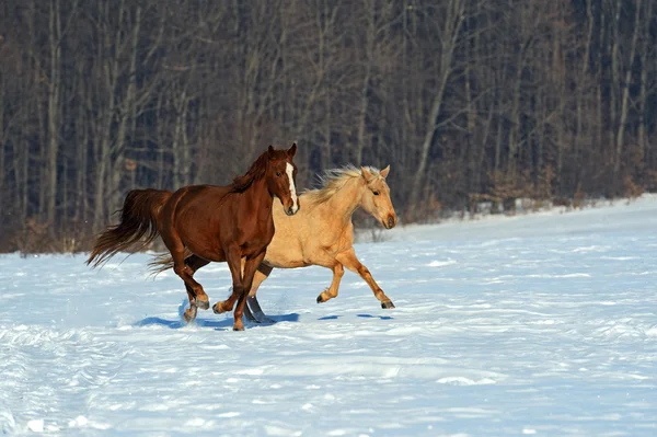 Paard boerderij — Stockfoto