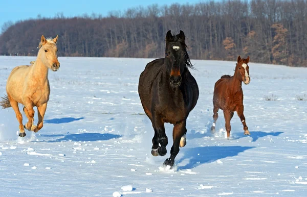 Chevaux de course — Photo