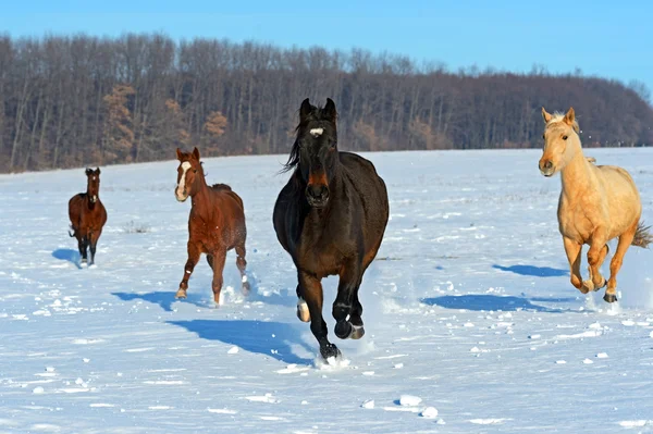 Pferd — Stockfoto