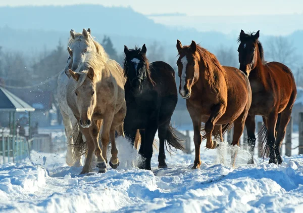 Exploração de cavalos — Fotografia de Stock