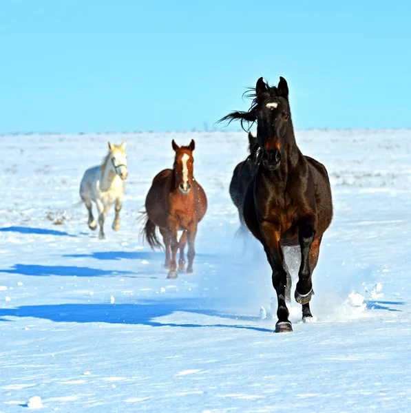 Caballos de carreras — Foto de Stock