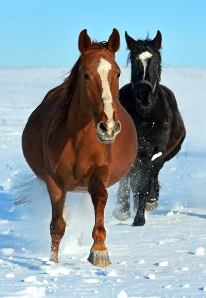 Laufpferde — Stockfoto