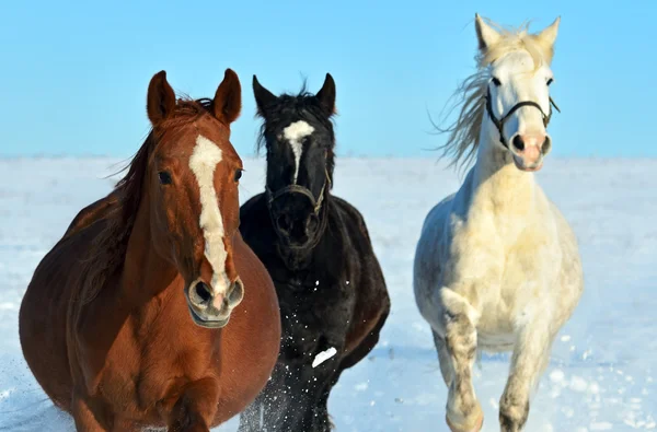 Cavallo — Foto Stock