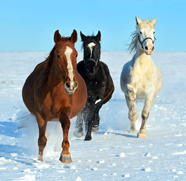 Paard boerderij — Stockfoto