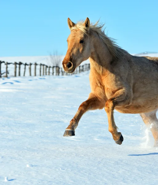 Exploração de cavalos — Fotografia de Stock