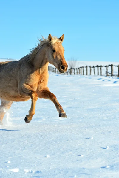 馬のファーム — ストック写真