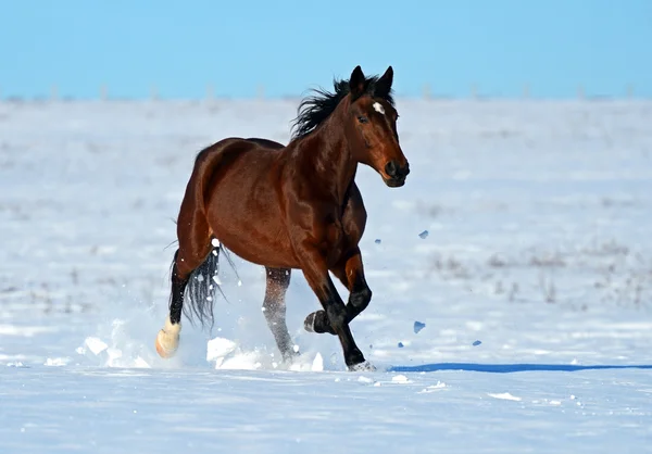 Art af hest - Stock-foto