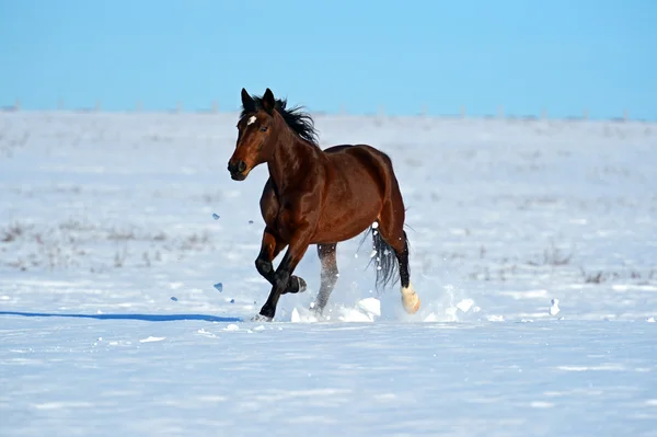 馬のファーム — ストック写真