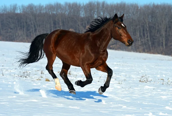 Paard boerderij — Stockfoto