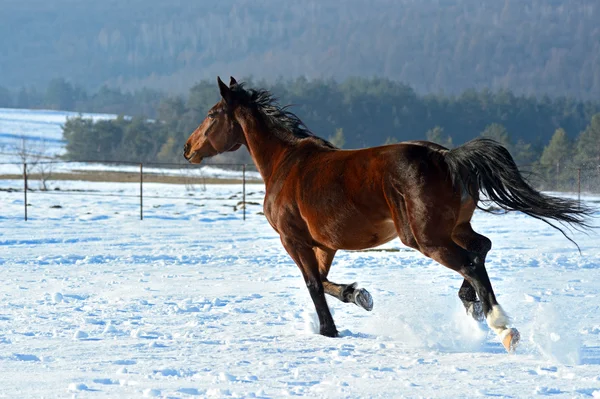 Horse Farm — Stock Photo, Image