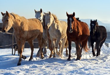 at dörtnala aceleyle