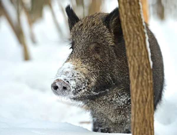 Vildsvin på vintern — Stockfoto