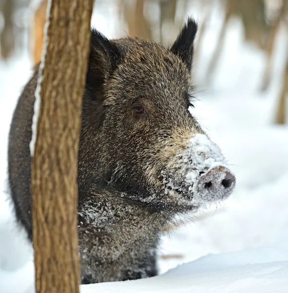 Wild boar in winter — Stock Photo, Image