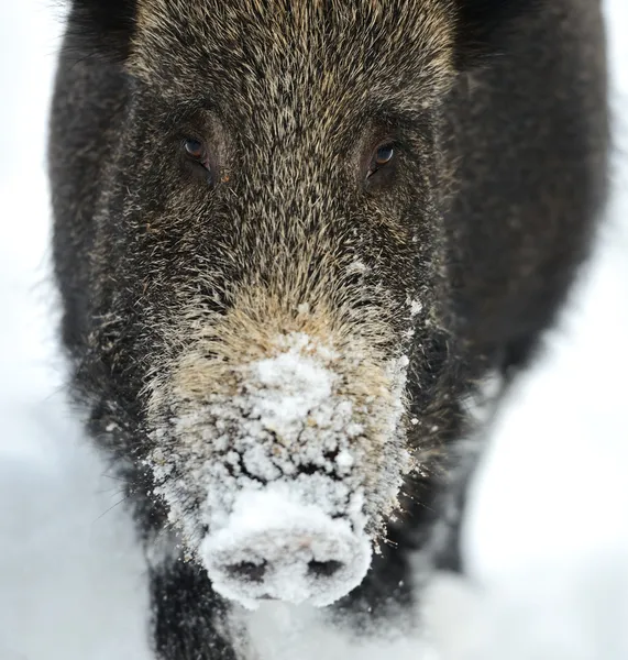 Everzwijn in de winter — Stockfoto