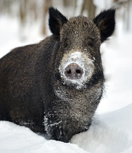 Wild boar in winter — Stock Photo, Image