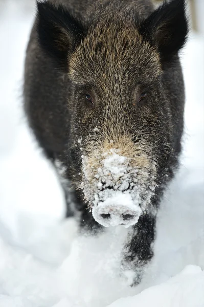 Wild boar in winter — Stock Photo, Image