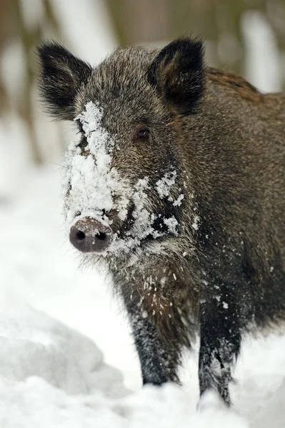 Wild boar in winter — Stock Photo, Image