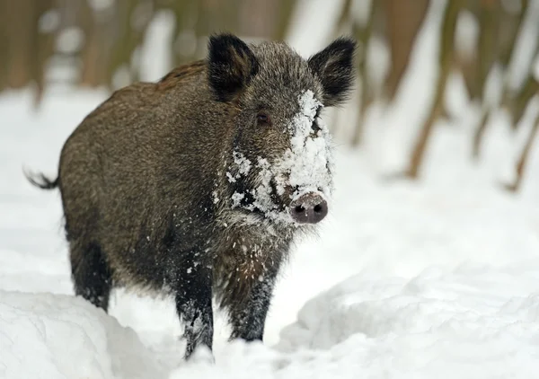 Vildsvin på vintern — Stockfoto