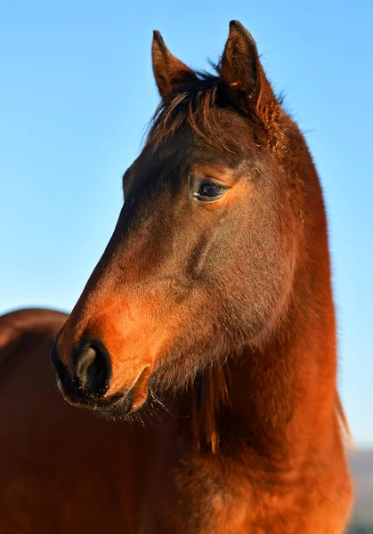 Horse Farm — Stock Photo, Image