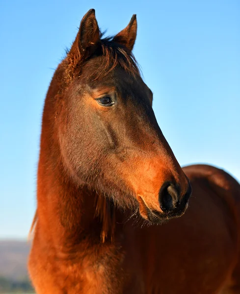 Horse Farm — Stock Photo, Image