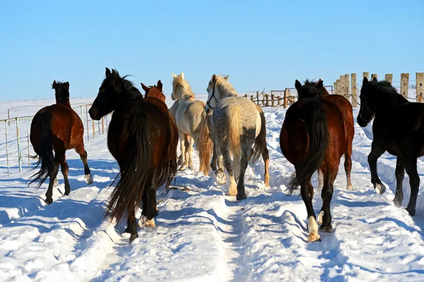 Exploração de cavalos — Fotografia de Stock