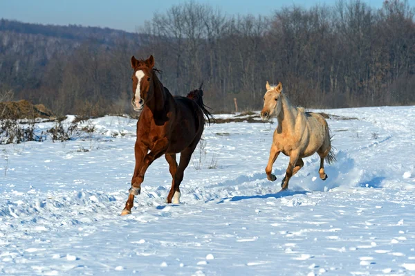 At çiftliği — Stok fotoğraf
