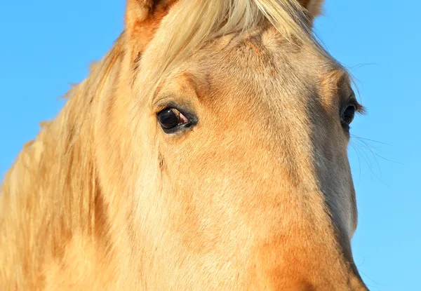 Horse Farm — Stock Photo, Image