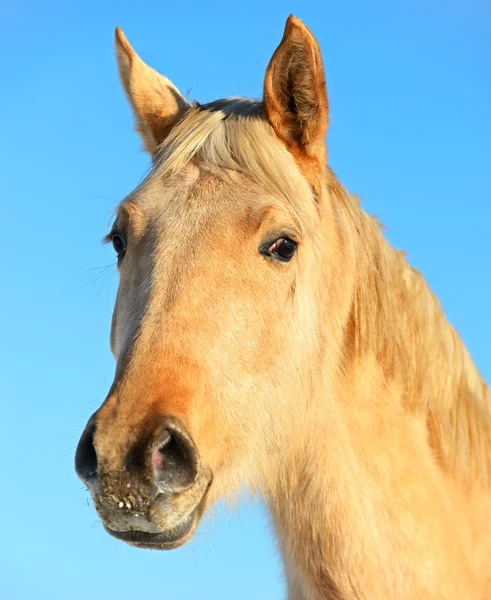 Häst — Stockfoto