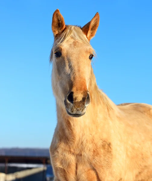 Horse Farm — Stock Photo, Image