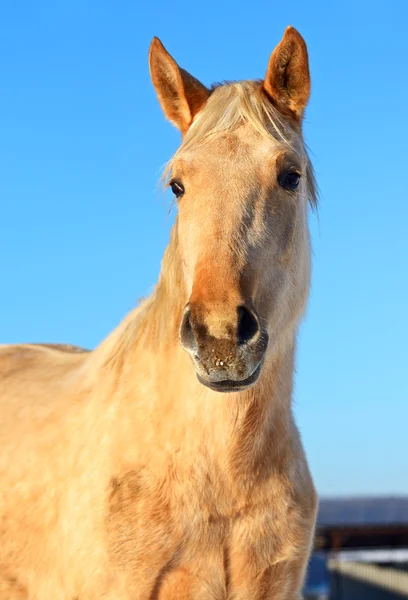 Horse Farm — Stock Photo, Image