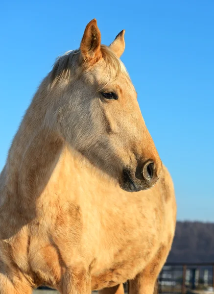 말 농장 — 스톡 사진