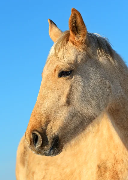 Horse Farm — Stock Photo, Image