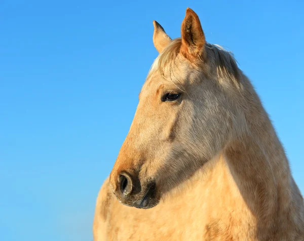 말 농장 — 스톡 사진