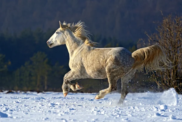 Allevamento cavalli — Foto Stock