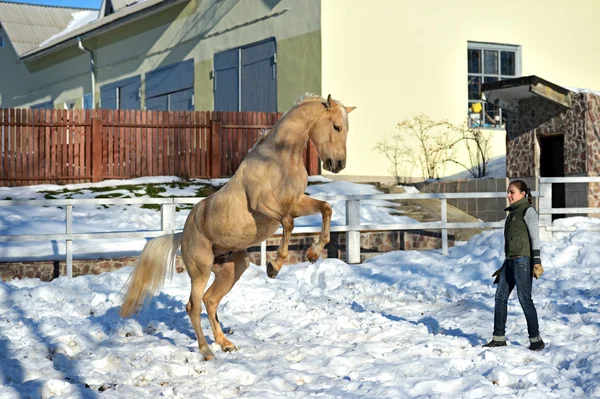 Mädchen mit Pferd — Stockfoto