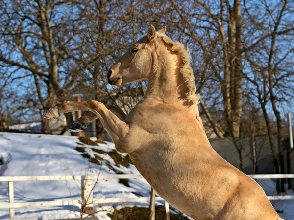 Granja de caballos — Foto de Stock