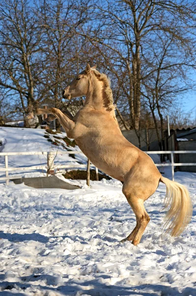 Exploração de cavalos — Fotografia de Stock