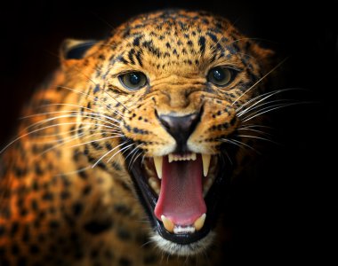 leopar