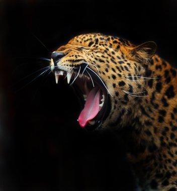 leopar