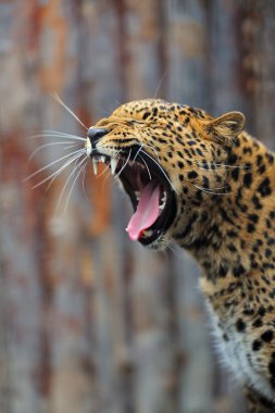 leopar
