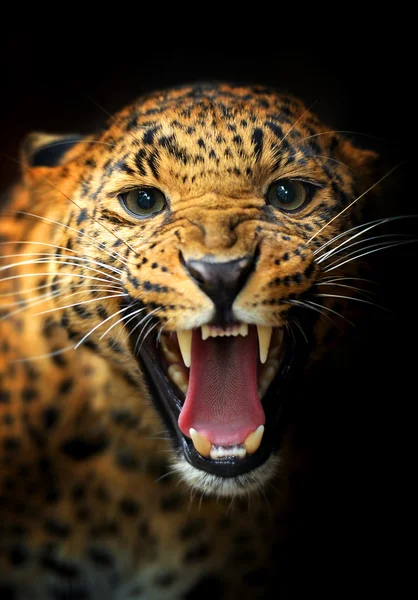 Leopardo — Foto de Stock