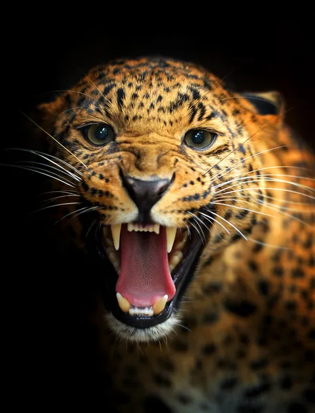 Leopardo — Foto Stock