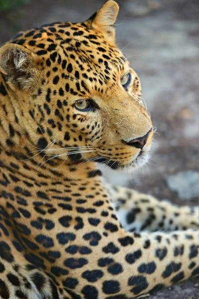 Leopard — Stockfoto