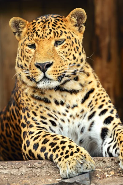 Leopard — Stockfoto