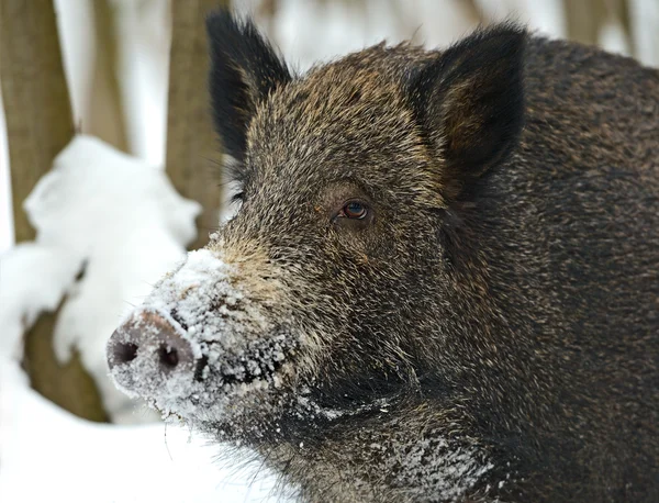 Wild boar in winter — Stock Photo, Image