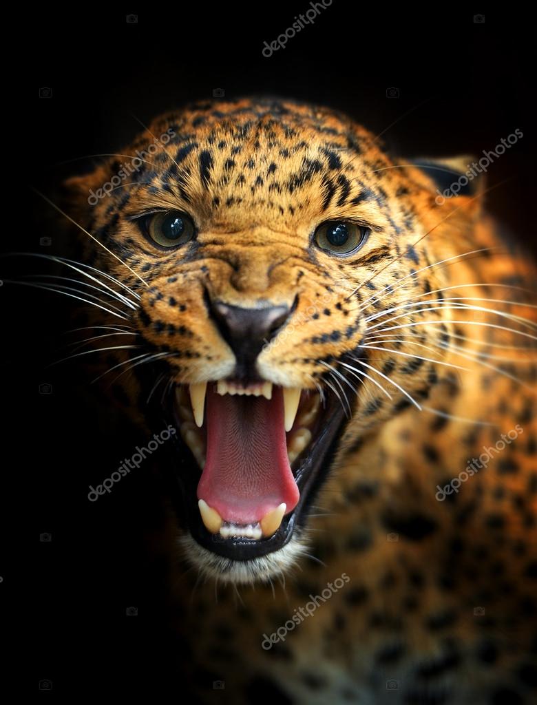 Jaguar Stock Photos, Royalty Free Jaguar Images | Depositphotos Jaguar Stock Photos, Royalty Free Jaguar Images | Depositphotos