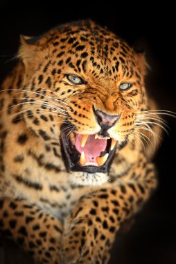 leopar