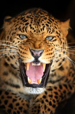 leopar